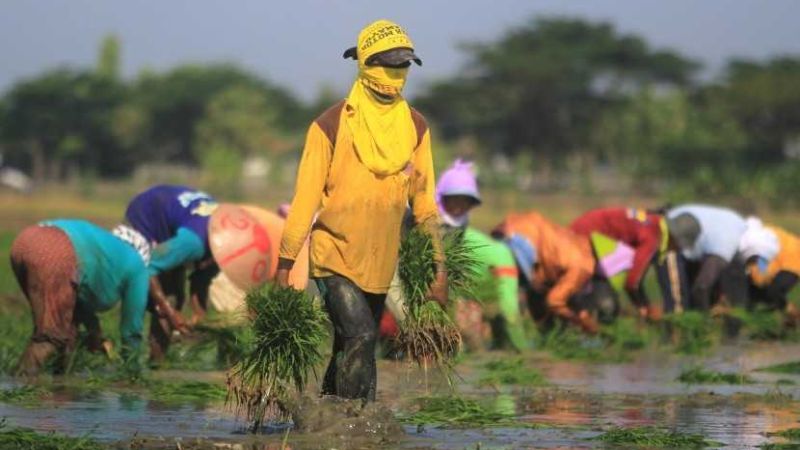 Buruh pertanian, kehutanan, dan perikanan 
